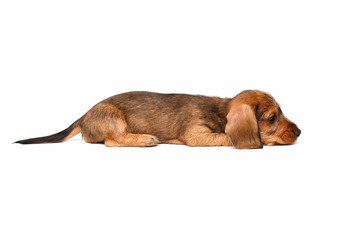 Dachshund puppy