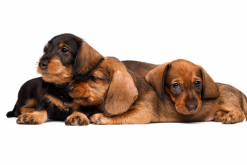 Dachshund puppies