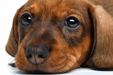 close-up Dachshund puppy