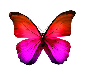 Color butterfly , isolated on white