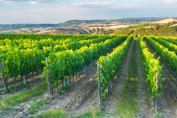 Fototapeta na wymiar Beautiful vineyards on the hills of the peaceful Tuscany, Italy