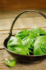 green Basil