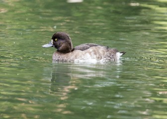 Scaup