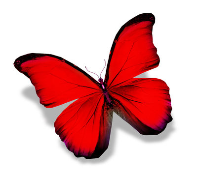 210,224 BEST Red Butterfly IMAGES, STOCK PHOTOS & VECTORS | Adobe Stock