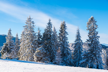 Fototapeta na wymiar Winter trees in Beskid Sadecki Mountains on sunny day, Poland