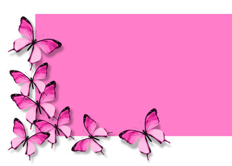 Many pink butterflies flying on white pink background