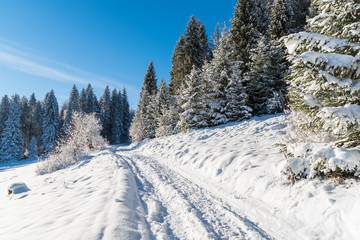 Winter path in Beskid Sadecki Mountains on sunny day, Poland