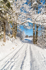 Winter path in Beskid Sadecki Mountains on sunny day, Poland
