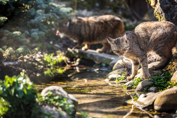 Wildcats (Felis silvestris) in their natural habitat