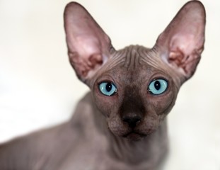 sphinx cat