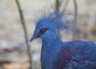 Victoria crowned pigeon