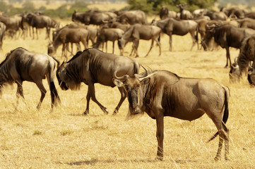 Wildebeests on the Masai Mara in Africa