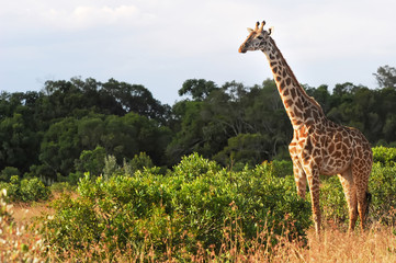 Giraffe on the Masai Mara in Africa