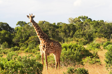 Giraffe on the Masai Mara in Africa