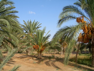 The date palm tree