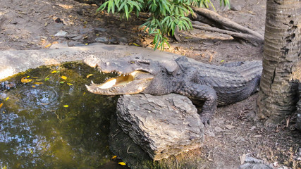 Crocodile open the mouth.