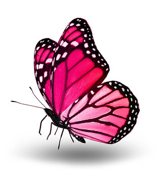 Pink butterfly , isolated on white