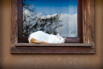 Fototapeta na wymiar Cat On The Window