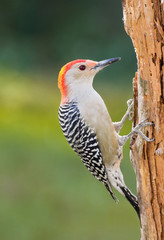 Red-bellied Woodpecker