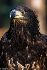 Juvenile Bald Eagle