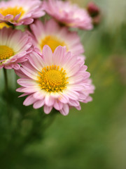 Obraz premium 菊の花