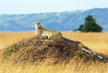 Cheetahs on the Masai Mara in Africa