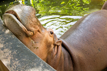 hippopotamus waiting for food