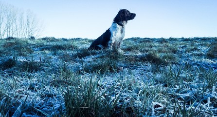 dog walking in the country