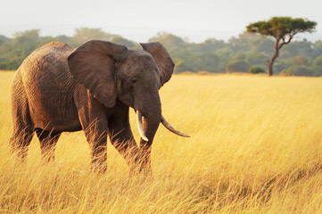 Elephant on the Masai Mara in Africa