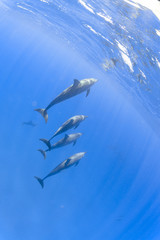 Fototapeta premium Spinner dolphins swimming underwater in the Pacific Ocean