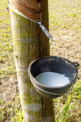 Tapping sap from the rubber tree