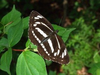 葉にとまるミスジチョウ