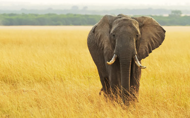 Fototapeta na wymiar Elephant on the Masai Mara in Africa