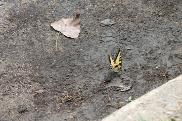Butterfly in mud