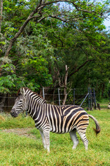 Fototapeta na wymiar Walking Zebra
