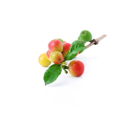coffee beans on white background.