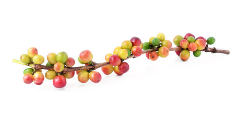 coffee beans on white background.