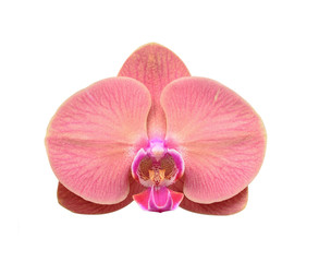 Pink orchid isolated on white