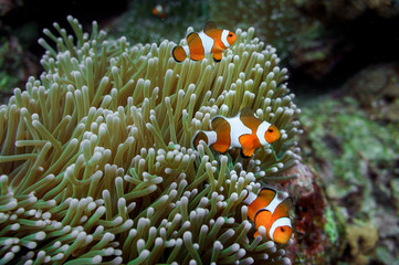 Fototapeta na wymiar underwater shot anemone clown fish family