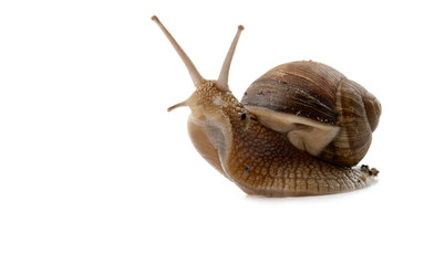 snail isolated