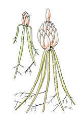 Preparation of Ananas for planting. Botany.