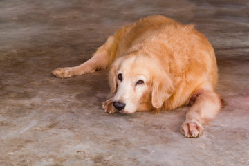 golden retriever dog
