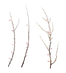 Trimming the gooseberry bushes. Botany