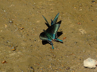 春のミヤマカラスアゲハ