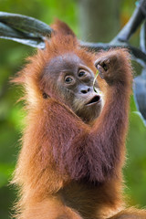 Borneo Orangutan