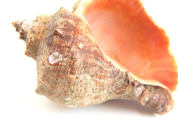 Sea shell macro view texture