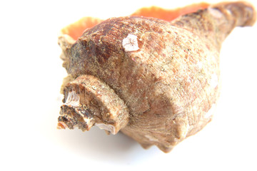 Sea shell macro view texture