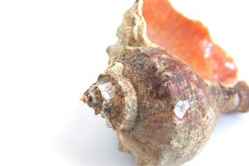 Sea shell macro view texture