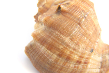 Sea shell macro view texture