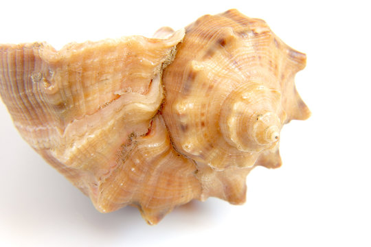 Sea shell macro view texture